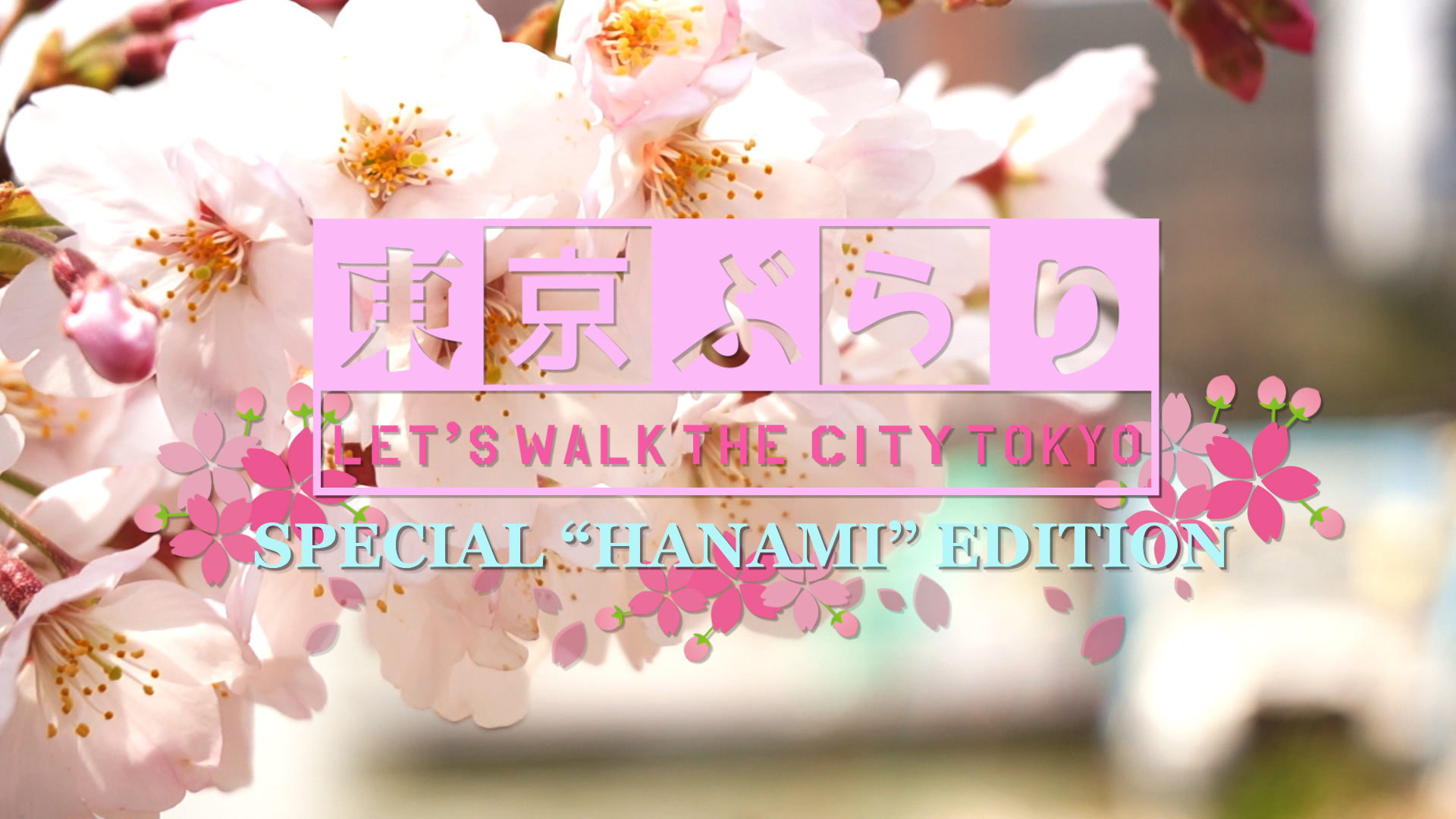 "HANAMI" Sakura Viewing Edition